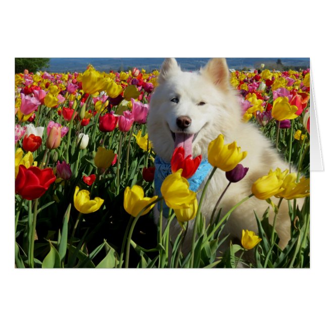 Sammie dans les tulipes (Devant horizontal)