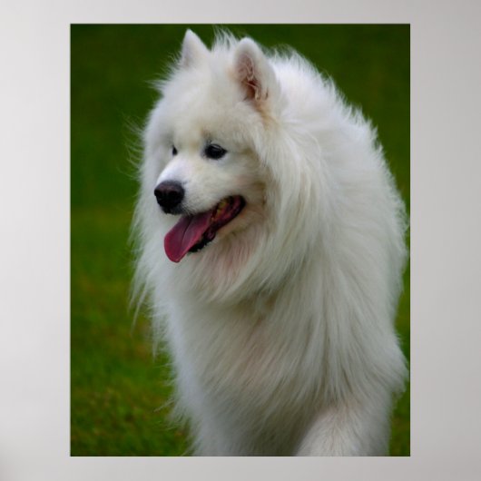 Samojed hond poster. poster (Voorkant)