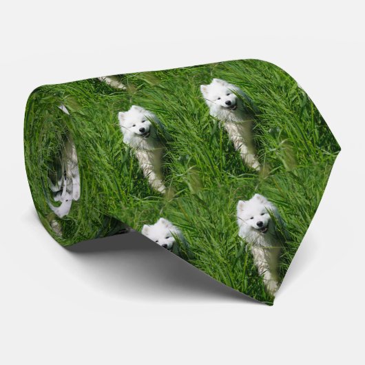 Samoyé Dans Cravate En Herbe Vert (Roulé)