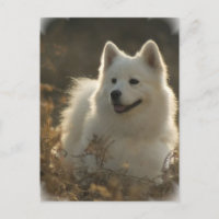 Samoyed Briefkaart