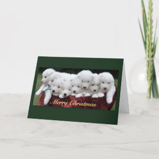 Samoyed Christmas Feestdagen Kaart