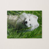 Samoyed dans le puzzle d'herbe (Horizontal)