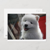Samoyed Dog Briefkaart (Voorkant / Achterkant)