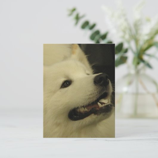 Samoyed Dog Briefkaarten (Staand voorkant)