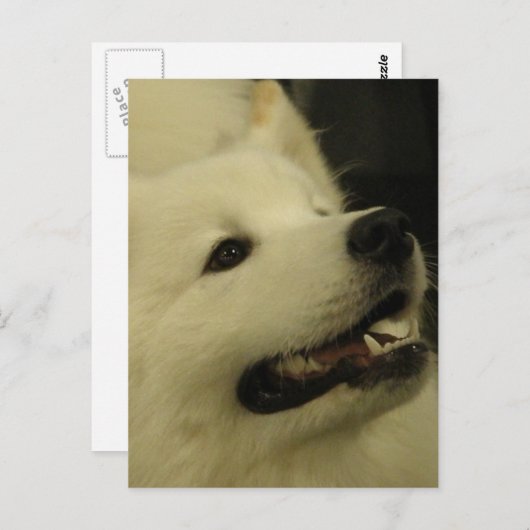 Samoyed Dog Briefkaarten (Voorkant / Achterkant)