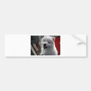 Samoyed Dog Bumpersticker