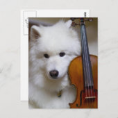Samoyed Dog met Violin Briefkaart (Voorkant / Achterkant)