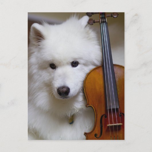 Samoyed Dog met Violin Briefkaart (Voorkant)
