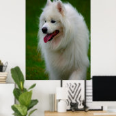 Samoyed Dog Poster. Poster (Thuiskantoor)