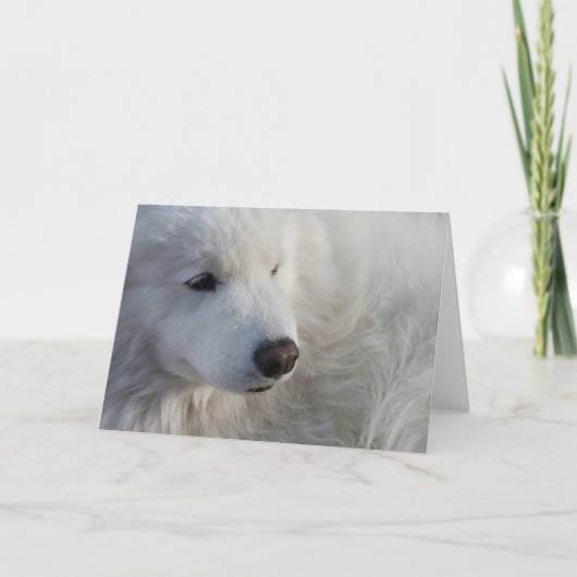 Samoyed Dog-Wenskaart Kaart (Voorkant)