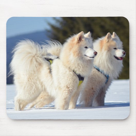 Samoyed Dogs in de sneeuw Muismat (Voorkant)