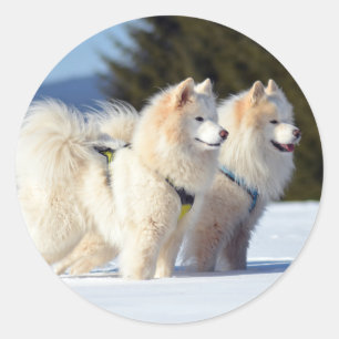 Samoyed Dogs in de sneeuw Ronde Sticker