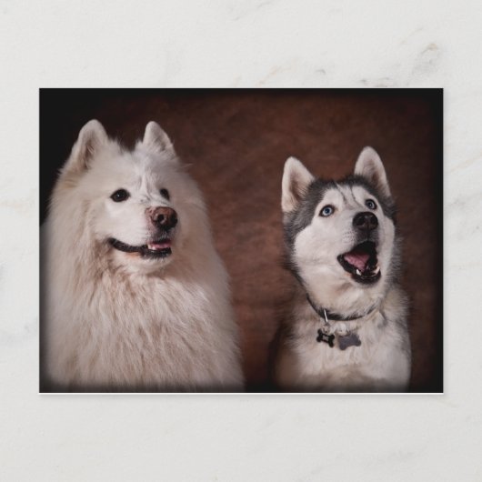 Samoyed en Husky Briefkaart (Voorkant)