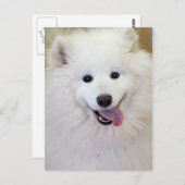 Samoyed Hondenras Briefkaarten (Voorkant / Achterkant)