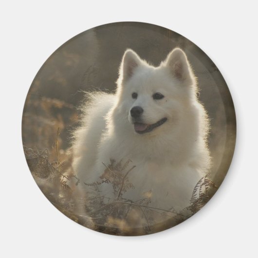 Samoyed Hondenrassen magneet (Voorkant)