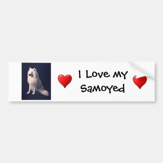Samoyed Love Bumpersticker (Voorkant)
