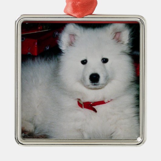 Samoyed Ornament (Voorkant)