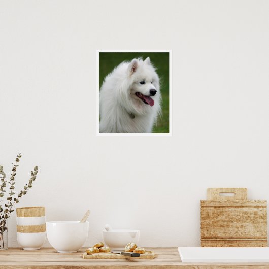 Samoyed Poster (Keuken)