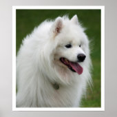 Samoyed Poster (Voorkant)