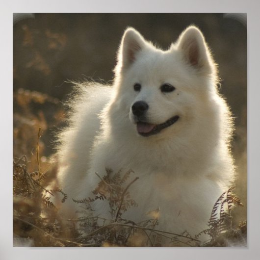 Samoyed Poster afdrukken (Voorkant)