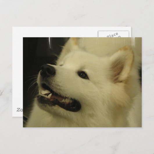 Samoyed Puppy Briefkaart (Voorkant / Achterkant)