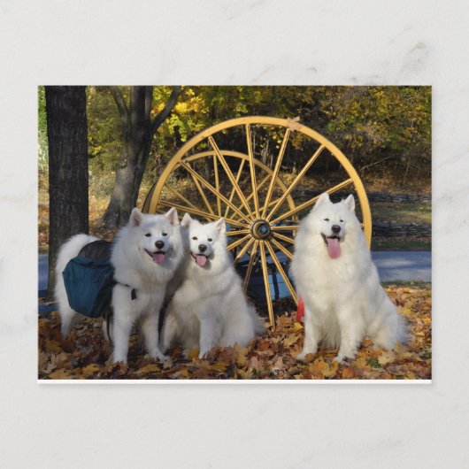 Samoyed - PVSC - Bladeren Briefkaart (Voorkant)