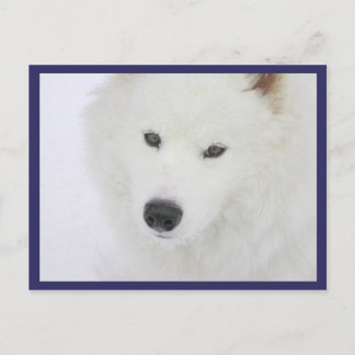 Samoyed - PVSC - Sneeuw Briefkaart