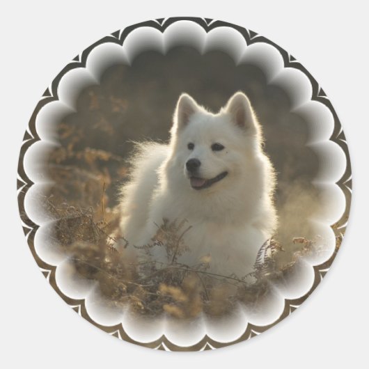 Samoyed Stickers (Voorkant)