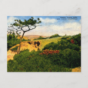 San Diego CA, Torrey Pines Park, 1940s Oud Briefkaart