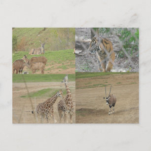 San Diego Safari Park Briefkaart
