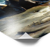 San Diego Zee Lions Foto Afdruk (Hoek)