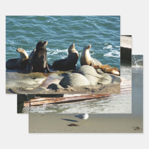 San Diego Zee Lions Inpakpapier Vel