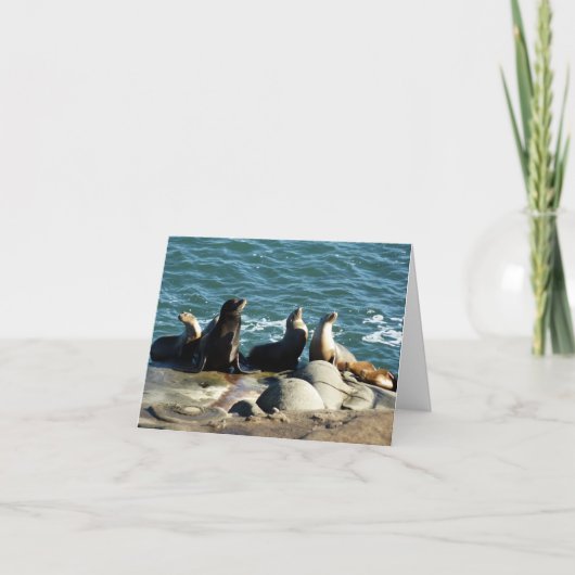 San Diego Zee Lions Kaart (Voorkant)