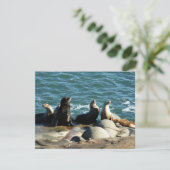 San Diego Zee Lions Kaart (Staand voorkant)