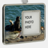 San Diego Zee Lions Verzilverd Kader Ornament (Rechts)