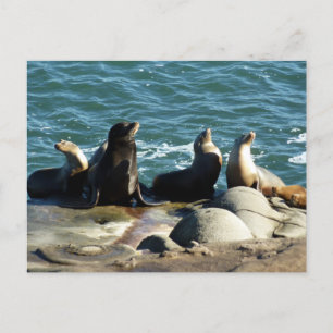 San Diego Zeeleeuwen Briefkaart