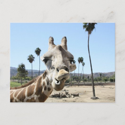 San Diego zoo Briefkaart (Voorkant)