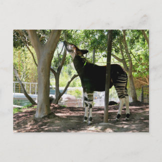 San Diego Zoo Briefkaart