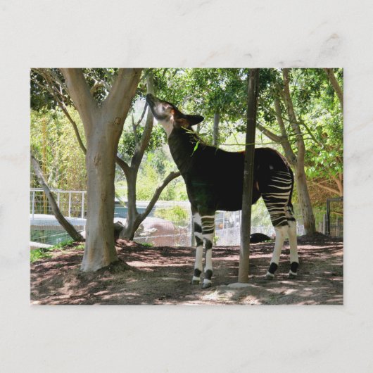 San Diego Zoo Briefkaart (Voorkant)