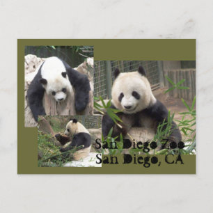 San Diego Zoo Briefkaart