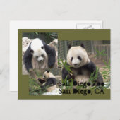 San Diego Zoo Briefkaart (Voorkant / Achterkant)