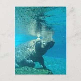 San Diego Zoo Briefkaart