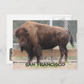 San Francisco Bison Briefkaart. Briefkaart (Voorkant / Achterkant)