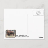 San Francisco Bison Briefkaart. Briefkaart (Achterkant)