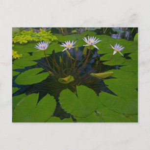 San Francisco Californië's Golden Gate Park en Briefkaart