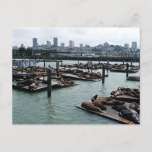 San Francisco en Pier 39 Zeeleeuwen Stadssilhouet Briefkaart