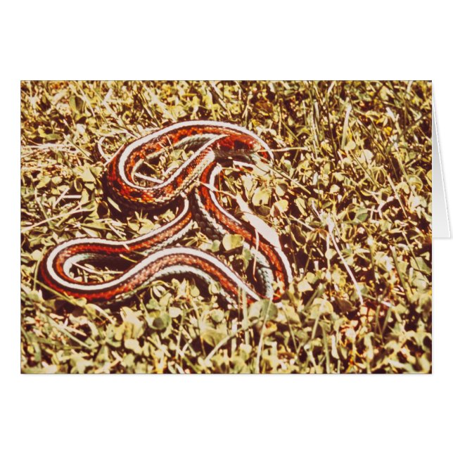 San Francisco garter slang (Voorkant Horizontaal)