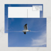 San Francisco Gull Briefkaart (Voorkant / Achterkant)