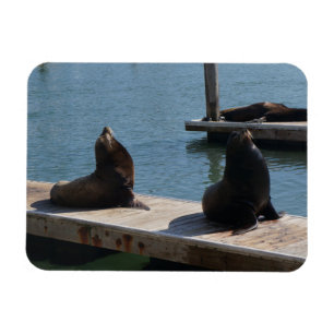 San Francisco Pier 39 Zee Lions #3 Magnet Magneet