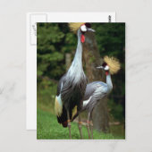 San Francisco Zoo Briefkaart (Voorkant / Achterkant)